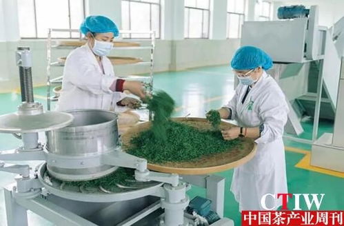 泰安邀茶专家当 智囊团 以科技支撑茶产业提质增效